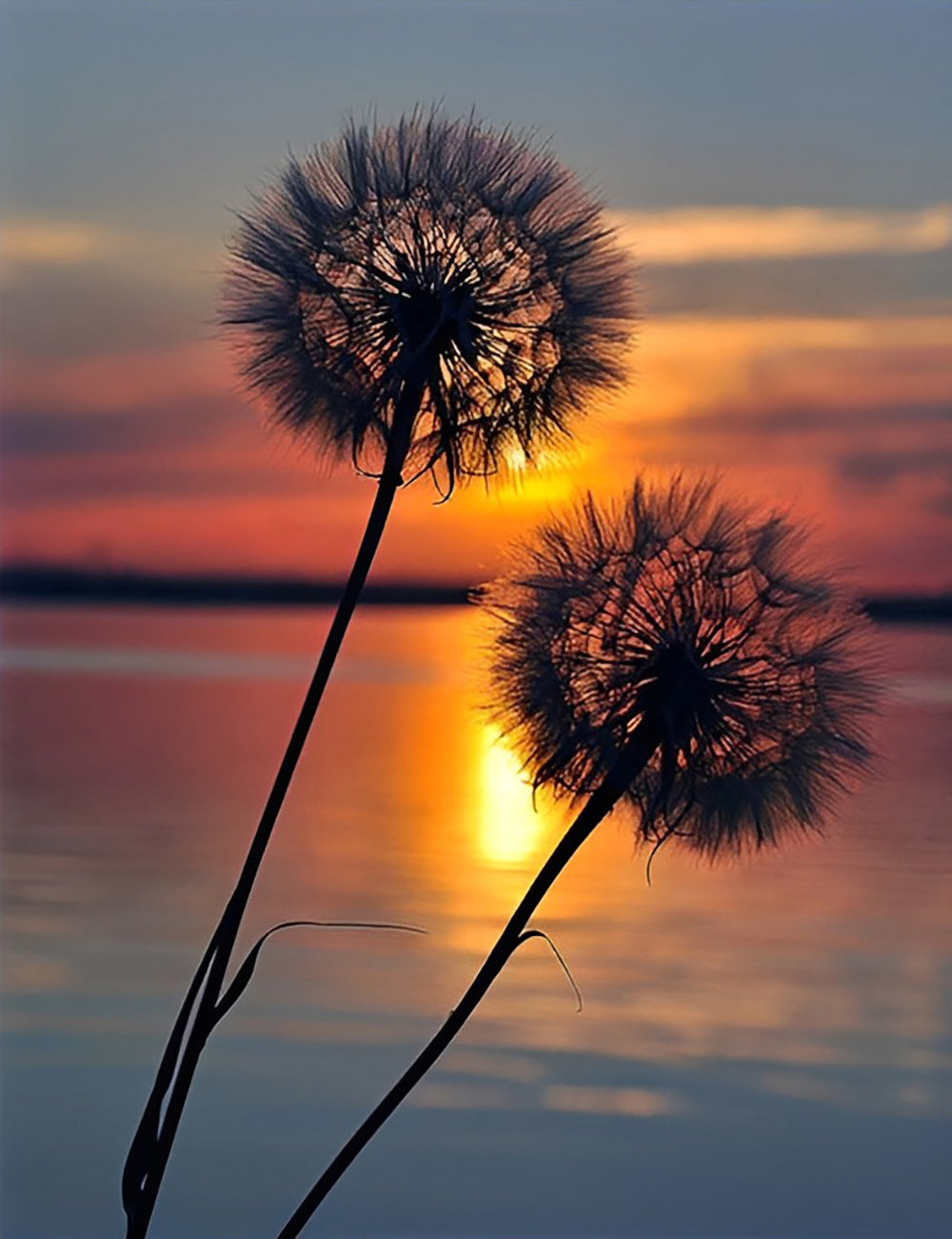 Pissenlits et l'Eau Broderie Diamant