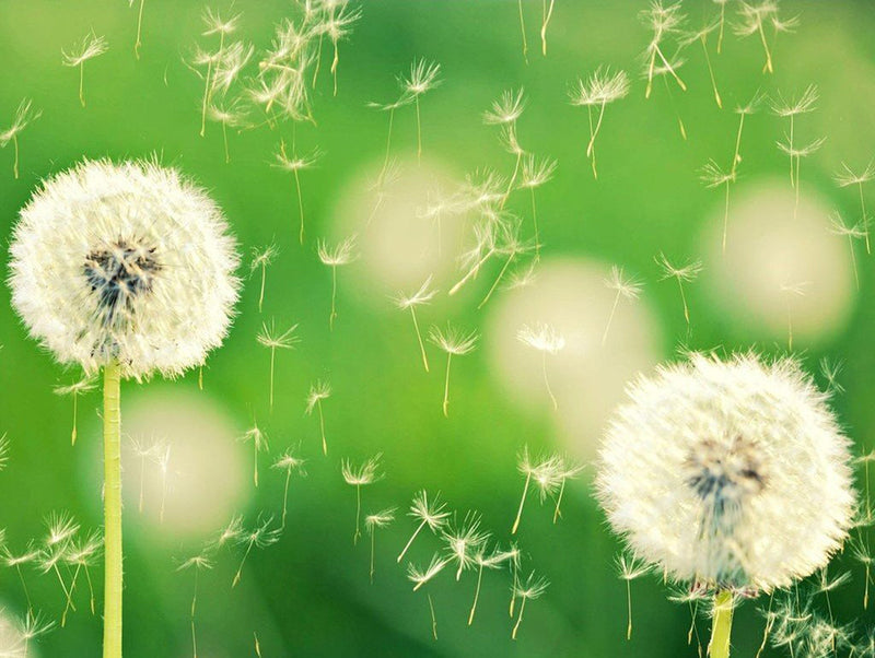 Pissenlits et les Aigrettes Volées Plante Broderie Diamant