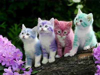 Quatre Chatons Mignons avec des Couleurs Etranges Broderie Diamant