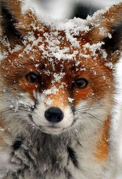 Renard et la Neige Broderie Diamant