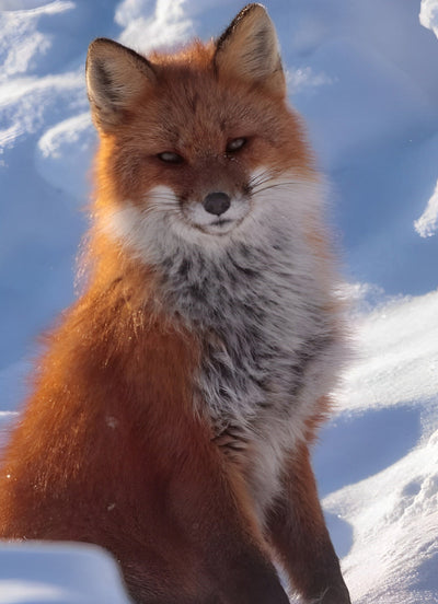 Renard Roux dans la Neige Broderie Diamant