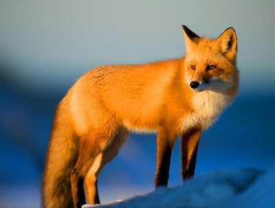 Renard Roux sous le Soleil Couchant Broderie Diamant