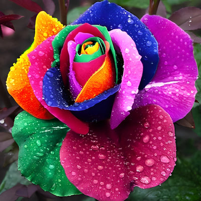 Rose Colorée avec des Rosées Broderie Diamant