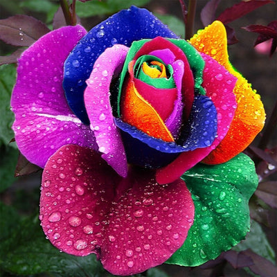 Rose en Couleurs d'Arc-en-Ciel Broderie Diamant