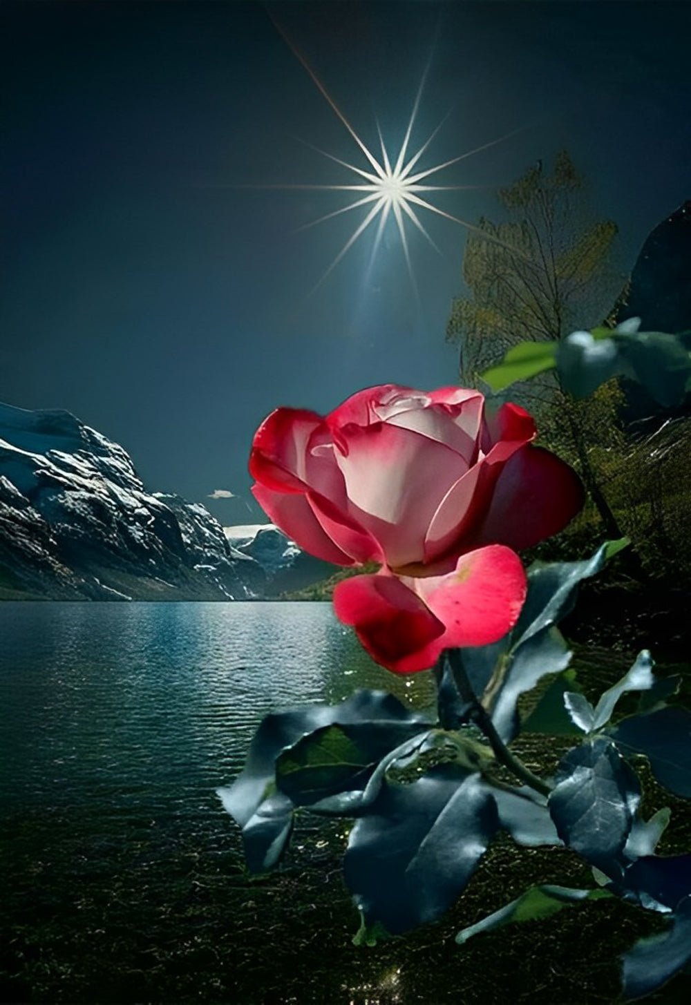 Rose et l'Etoile Lumineuse Broderie Diamant