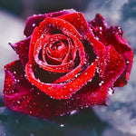Rose Rouge avec des Rosées Broderie Diamant