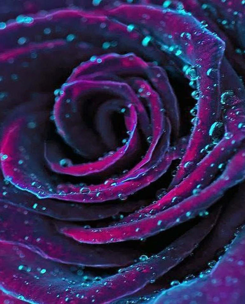 Rose Violette-Bleue Broderie Diamant