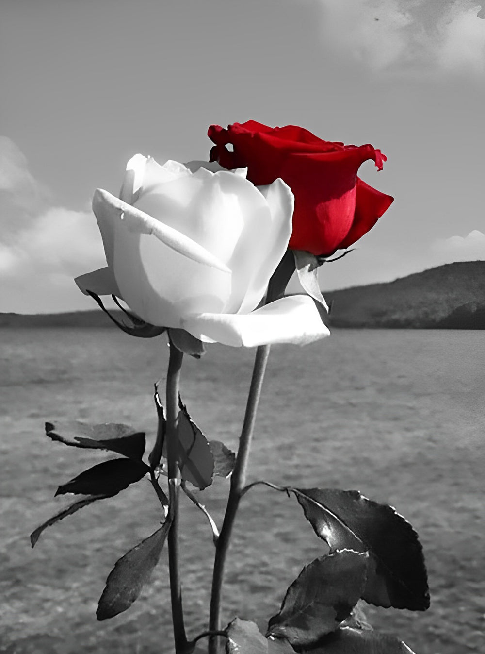 Roses Blanche et Rouge Broderie Diamant