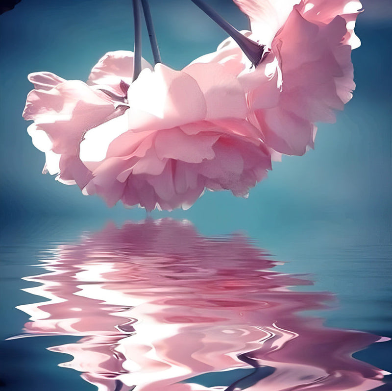 Roses et Leurs Reflet dans l&