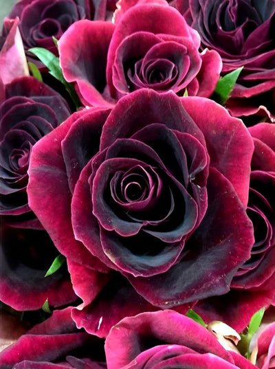 Roses Roses Foncés Broderie Diamant