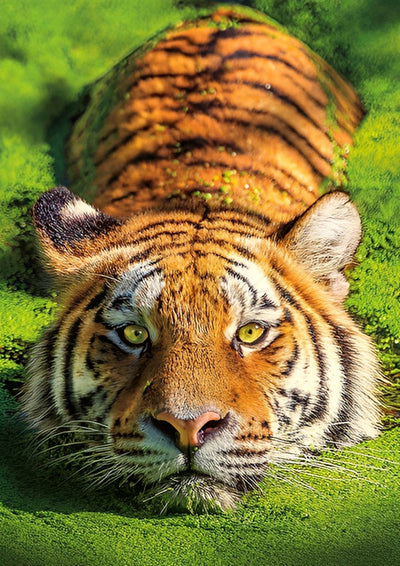 Tigre Allongé sur la Pelouse Broderie Diamant