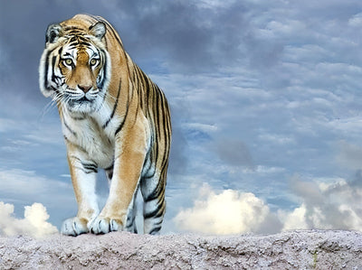 Tigre au Sommet de la Montagne Broderie Diamant