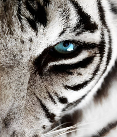 Tigre blanc à l'oeil Bleu-Vert Broderie Diamant