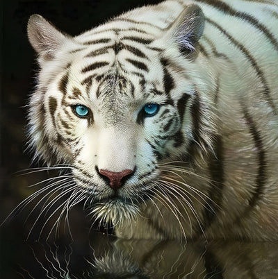 Tigre Blanc aux Yeux Bleus Broderie Diamant