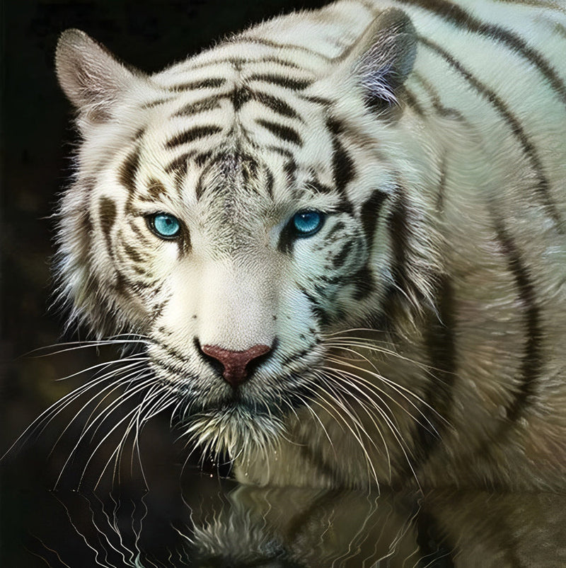 Tigre Blanc aux Yeux Bleus Broderie Diamant
