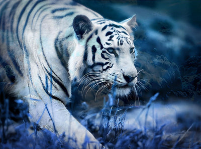Tigre Blanc et Herbes Bleues Broderie Diamant