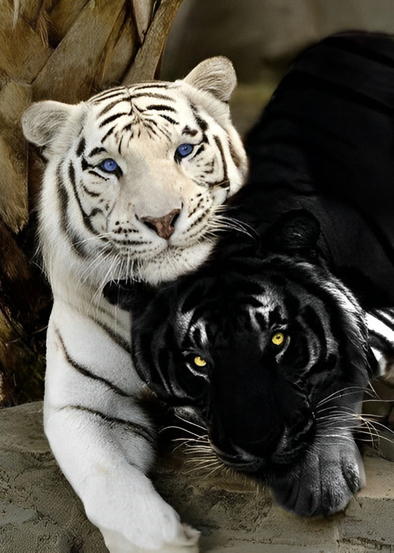 Tigre Blanc et Tigre Noir Broderie Diamant