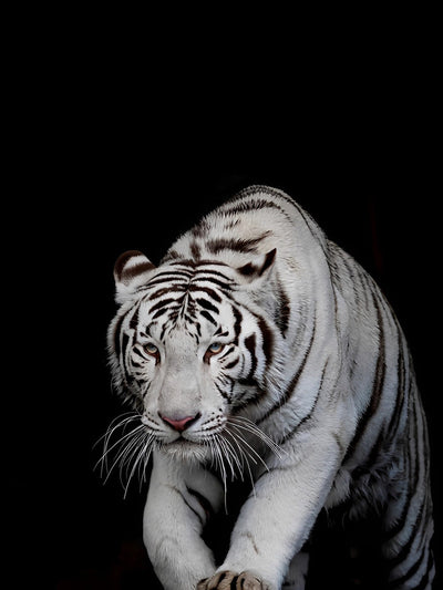 Tigre Blanc Prudent Broderie Diamant