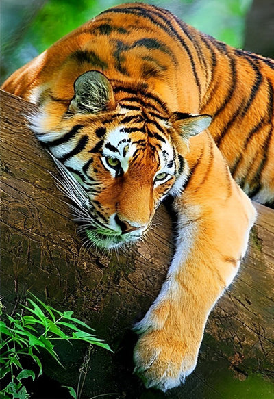 Tigre Couché sur le Tronc d'Arbre Broderie Diamant