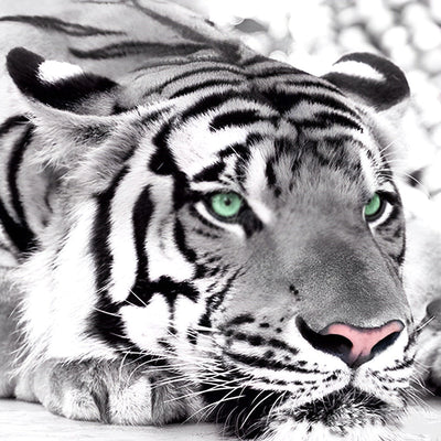 Tigre Couché sur le Ventre Broderie Diamant