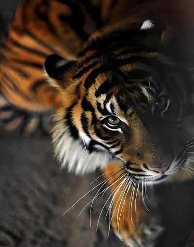 Tigre dans l'Obscurité Broderie Diamant