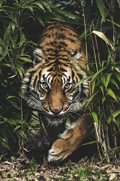 Tigre dans la Bambouseraie Broderie Diamant
