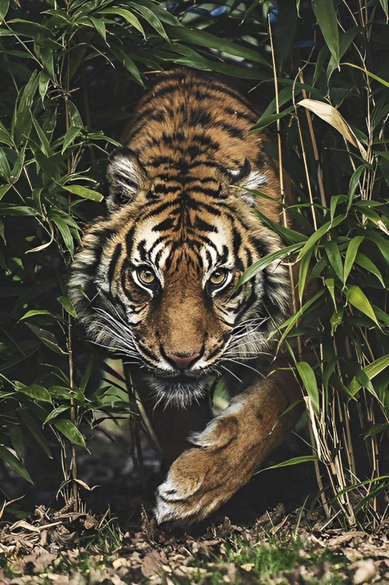 Tigre dans la Bambouseraie Broderie Diamant