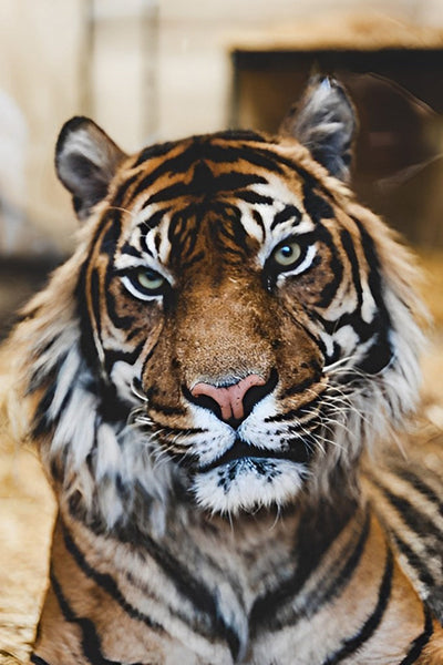 Tigre de Sumatra Broderie Diamant