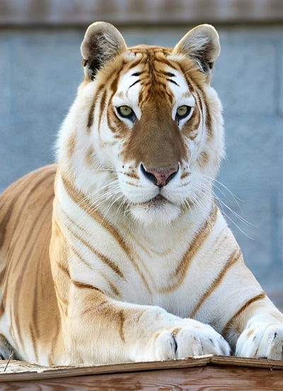 Tigre Doré et Blanc Broderie Diamant