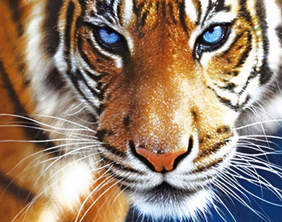 Tigre du Bengale aux Yeux Bleus Broderie Diamant