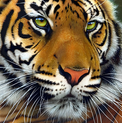 Tigre du Bengale aux Yeux Jaune Broderie Diamant