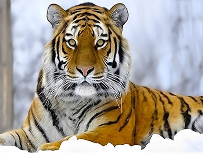 Tigre du Bengale dans la Neige Broderie Diamant