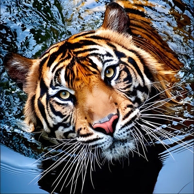 Tigre Levant la Tête et Regardant vers le Haut Broderie Diamant