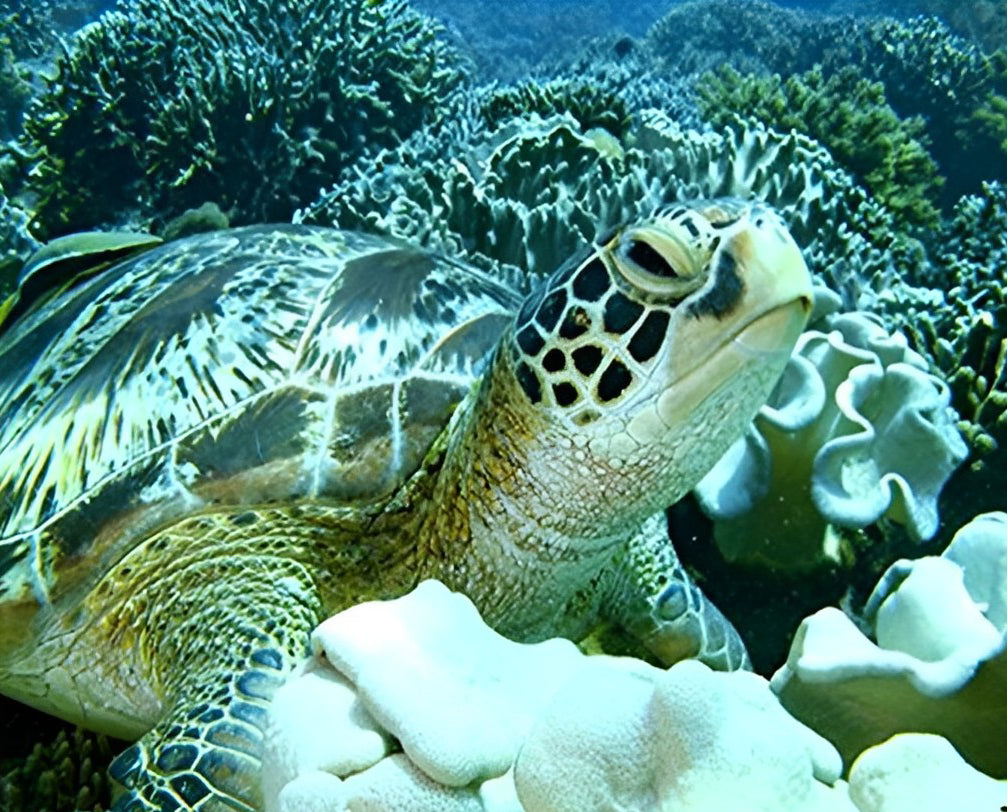 Tortue au Fond de la Mer Broderie Diamant