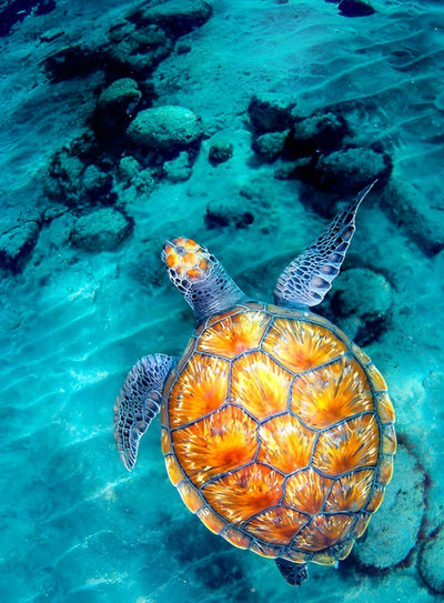 Tortue Dorée dans la Mer Broderie Diamant