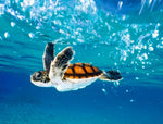 Tortue Orange dans la Mer Broderie Diamant