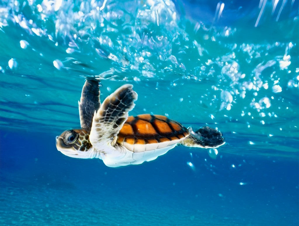Tortue Orange dans la Mer Broderie Diamant