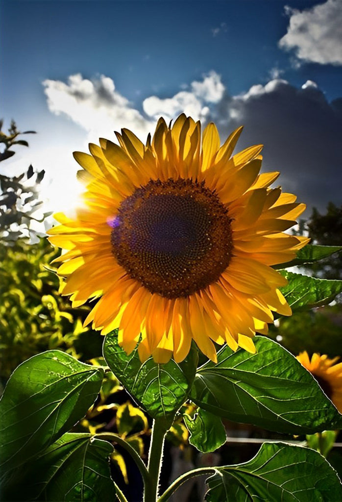 Tournesol Contre-jour Broderie Diamant