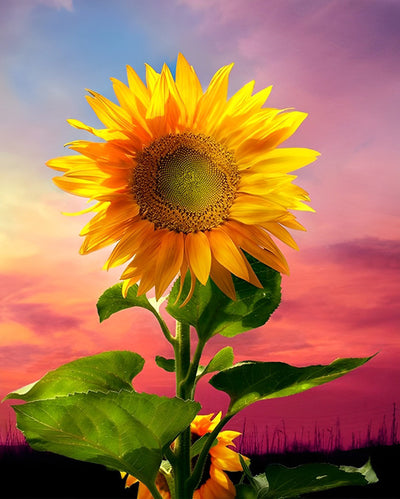 Tournesol et le Ciel Rouge Broderie Diamant