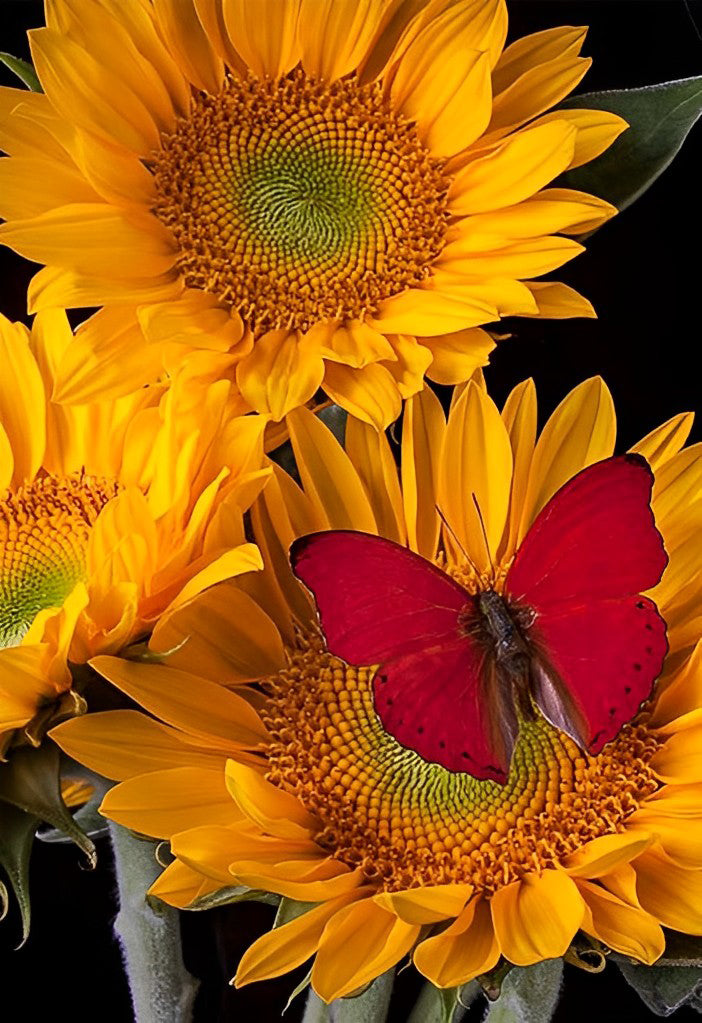 Tournesols et Papillon Rouge Broderie Diamant