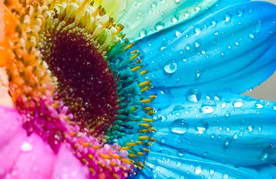 Tournesols Multicolores Broderie Diamant