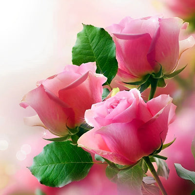 Trois Belles Roses Broderie Diamant