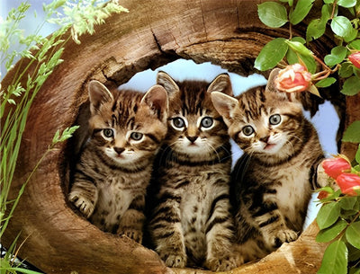 Trois Chatons dans le Trou de l'Arbre Broderie Diamant