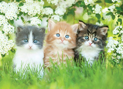 Trois Chatons Mignons sur la Pelouse Verdoyante Broderie Diamant