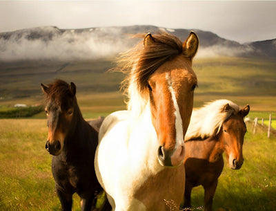 Trois Chevaux sur la Pelouse Broderie Diamant