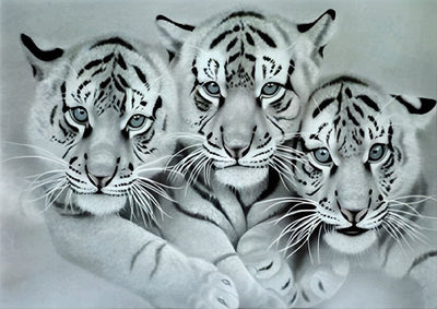 Trois Tigres Blancs Broderie Diamant