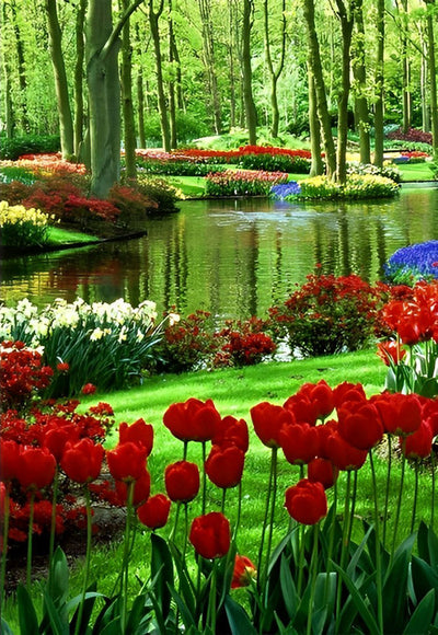 Tulipe Rouges et Blanches au Bord du Ruisseau Broderie Diamant