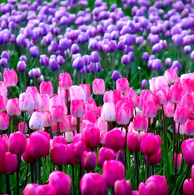 Tulipes Roses et Violettes Broderie Diamant